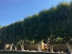 line of trees in Aix-en-Provence