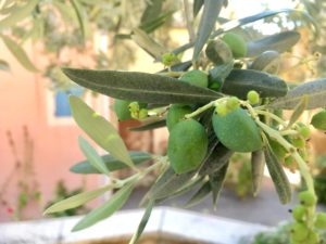 Olives growing on tree in Moustiers-Sainte-Marie, Provence