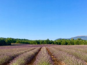 lavender fields and blue sky near Valensole, Provence