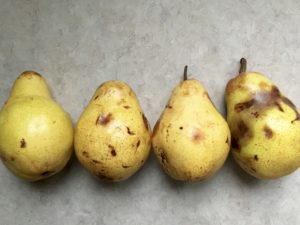 Four bruised pears in a row on my counter
