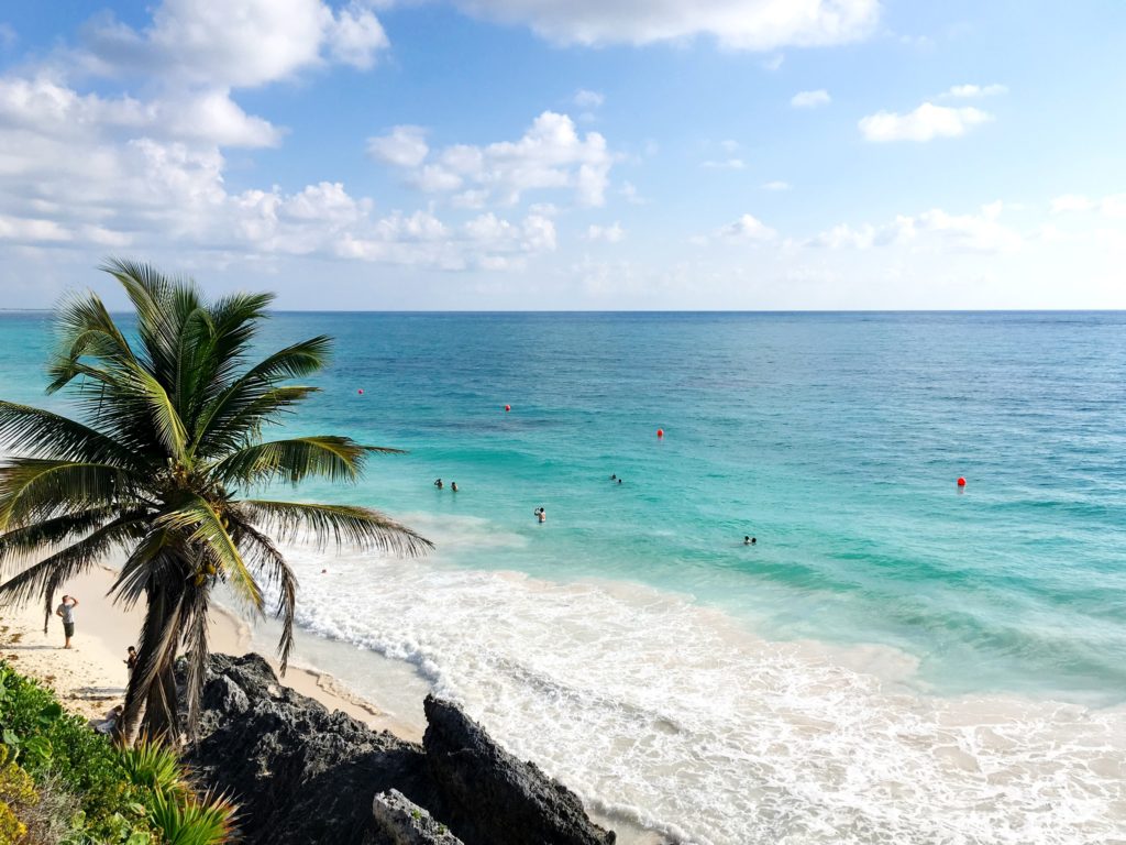 Ocean view with palm tree from atop a cliff in Tulum