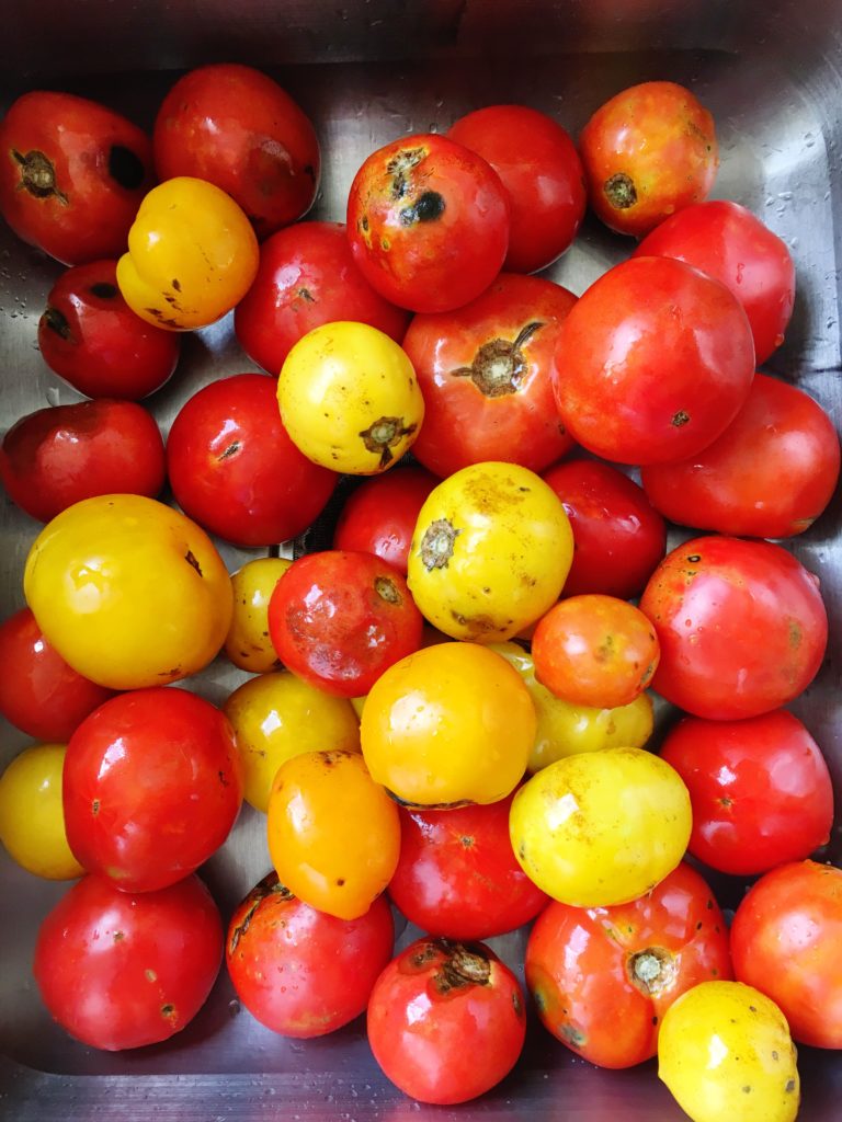 Scratch and dent tomatoes in the kitchen sink